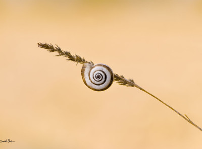 Macrofotografía